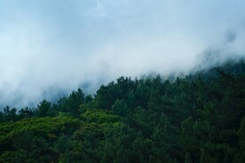 森林系列 