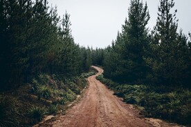 森林系列 
