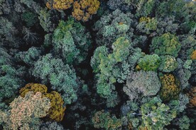 森林系列 