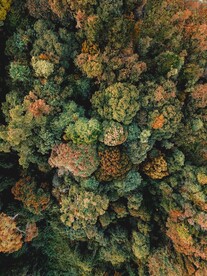 森林系列