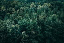森林系列