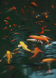 锦鲤摄影图