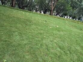 草地