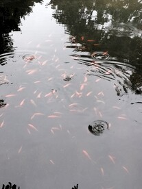 锦鲤