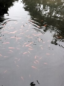 锦鲤