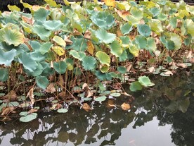 残荷