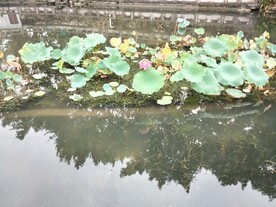 雨中残荷