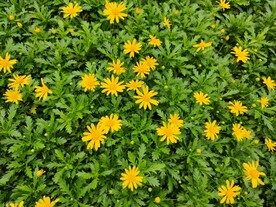 木茼蒿
