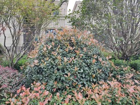 红叶石楠