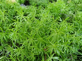 绿色水草