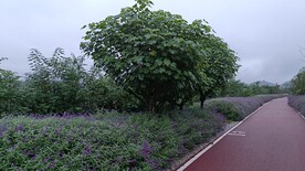 木芙蓉