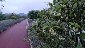 桂花