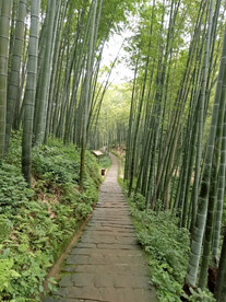 四川宜宾蜀南竹海