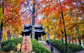 天平山秋天