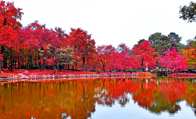天平山秋天