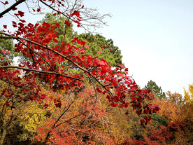 天平山秋天