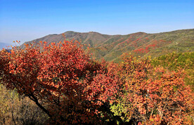 香山秋天