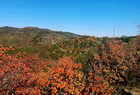 香山秋天