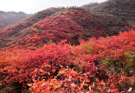 香山秋天