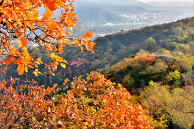 香山秋天