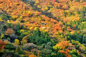 香山秋天