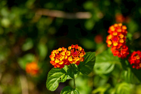 花卉