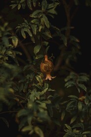 石榴