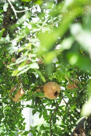 石榴树            