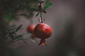 石榴树            