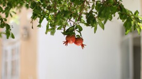 石榴树            