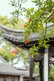 石榴树            