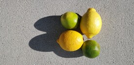 柠檬             