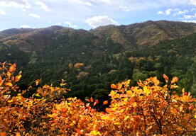 香山秋天
