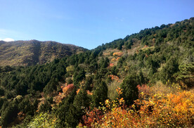 香山秋天