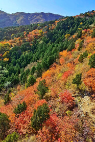 香山秋天