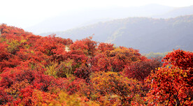 香山秋天