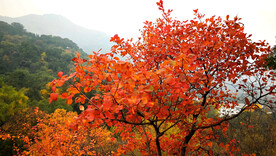 香山秋天
