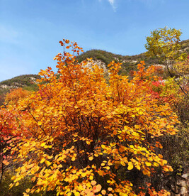 香山秋天