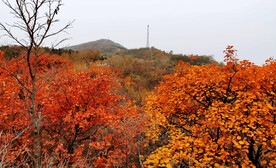 香山秋天