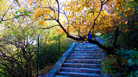 香山秋天