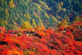 香山秋天