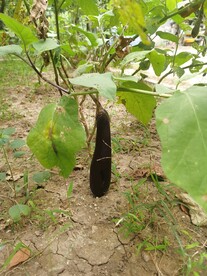 茄子