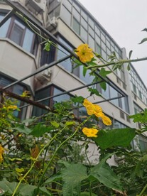 丝瓜花