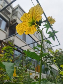 丝瓜花