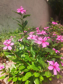 长春花