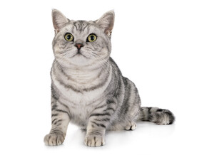 虎斑美短猫猫