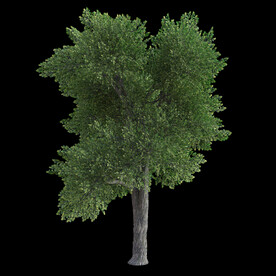 茂盛树木PSD透明背景素材