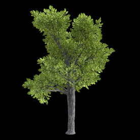 茂盛树木PSD透明背景素材