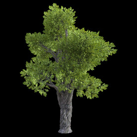 茂盛树木PSD透明背景素材