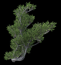 茂盛树木PSD透明背景素材